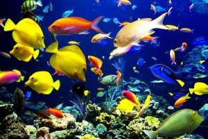 Рибу дійсно мовчать? Рибу дійсно мовчать?